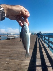 Genyonemus lineatus
