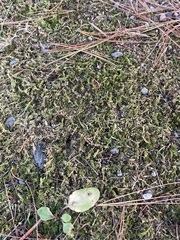 Callicladium imponens