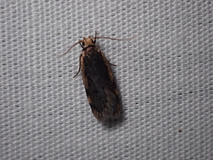 Hoplostega ochroma