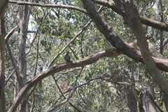 Phaps elegans