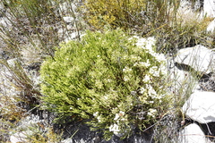 Brunia paleacea