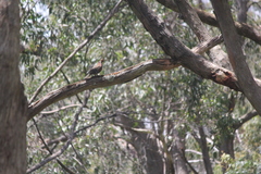 Phaps elegans