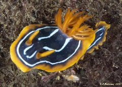 Chromodoris kuiteri