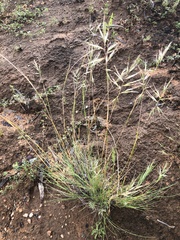 Rytidosperma caespitosum