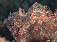 Scorpaena