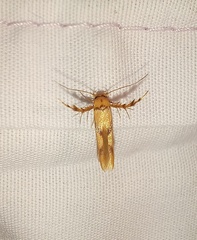 Stathmopoda