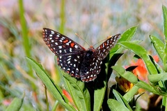 Euphydryas colon