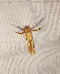 Stathmopoda