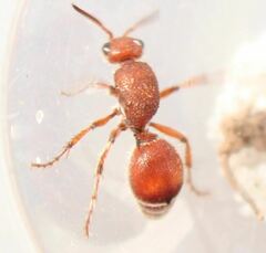 Dasymutilla ursus