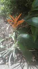 Heliconia psittacorum