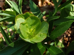 Helleborus dumetorum