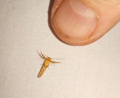 Stathmopoda