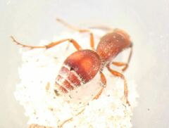 Dasymutilla ursus