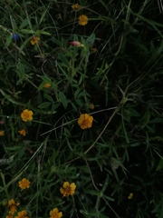 Melampodium linearilobum