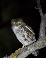 Ketupa zeylonensis