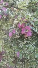 Bougainvillea glabra