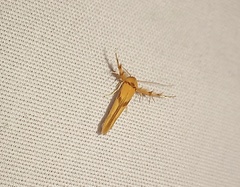 Stathmopoda