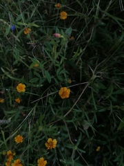 Melampodium linearilobum