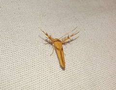 Stathmopoda