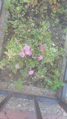 Bougainvillea glabra