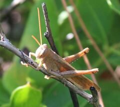 Schistocerca rubiginosa