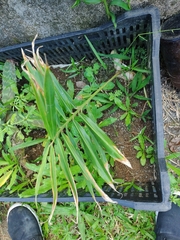 Zingiber officinale