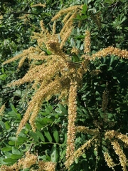 Apoplanesia paniculata