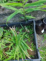 Zingiber officinale