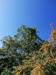 Apoplanesia paniculata