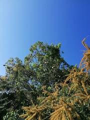 Apoplanesia paniculata