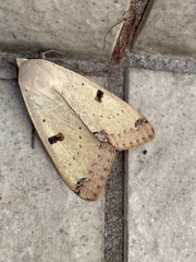 Ophiusa parcemacula