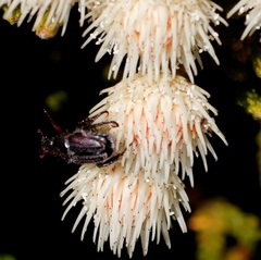 Brunia paleacea