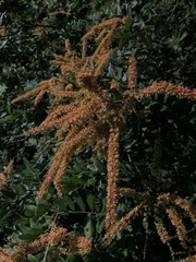 Apoplanesia paniculata