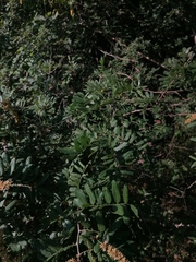 Apoplanesia paniculata