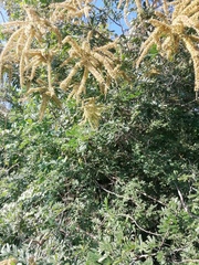 Apoplanesia paniculata