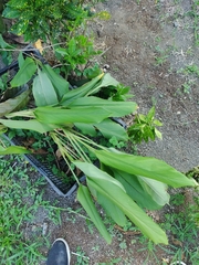 Curcuma longa
