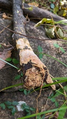 Rhizochaete radicata