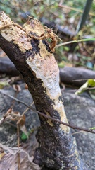 Rhizochaete radicata