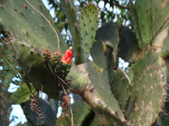 Opuntia hondurensis