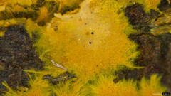 Rhizochaete radicata