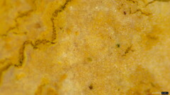 Rhizochaete radicata