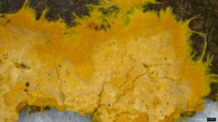 Rhizochaete radicata