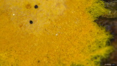 Rhizochaete radicata