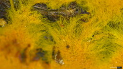 Rhizochaete radicata