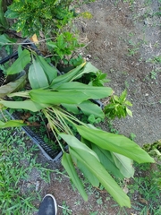 Curcuma longa