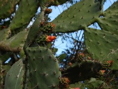 Opuntia hondurensis