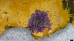 Rhizochaete radicata