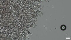 Rhizochaete radicata