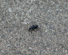 Pterostichus melanarius