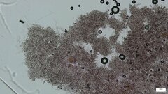 Rhizochaete radicata